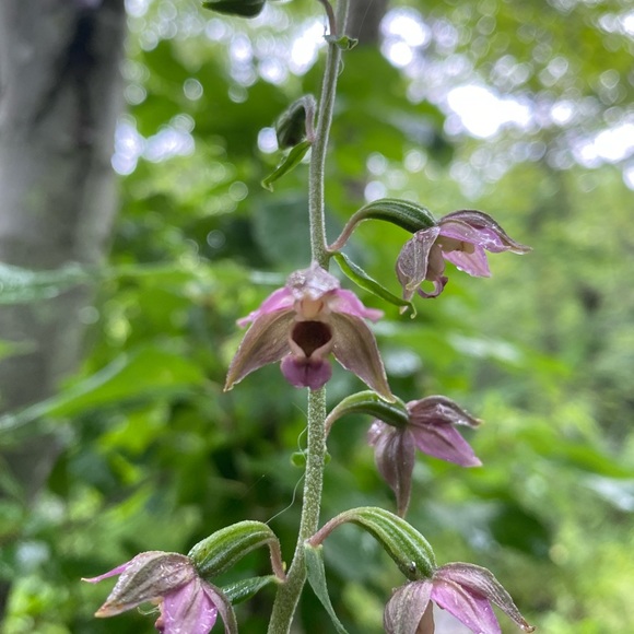 Meet your Posher, Carrie - Picture 1 of 1